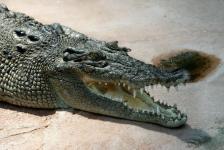 пасть крокодила