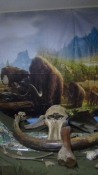 Временная музейная выставка «Время мамонтов: возвращение из нетающих льдов»